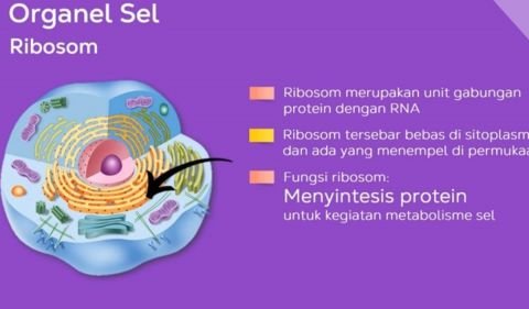 Fungsi Ribosom pada Sel Tumbuhan dan Hewan
