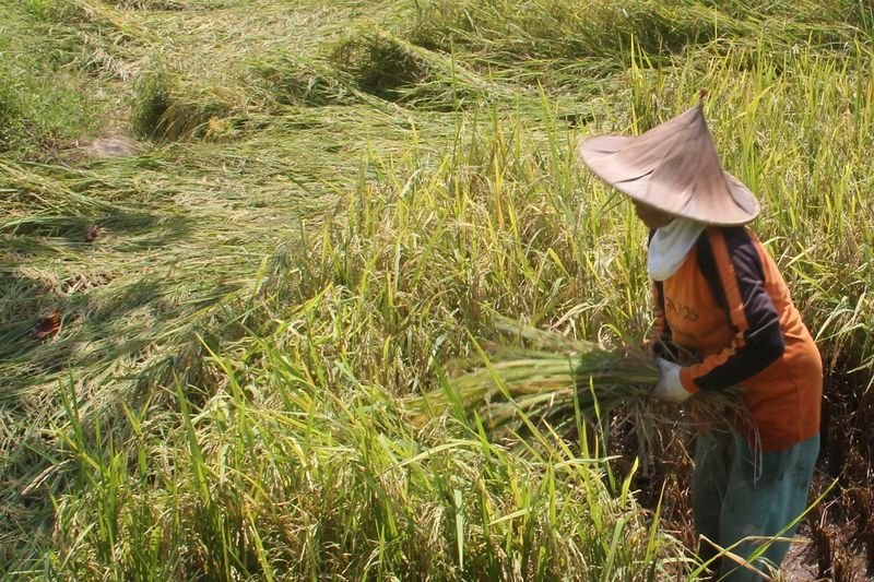 Mentan Amran Sulaiman Optimistis Merauke Jadi Lumbung Pangan Nasional