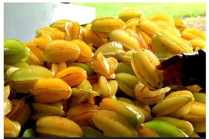 Berapa Batas Aman Konsumsi Belimbing Agar tidak Berbahaya untuk Ginjal?