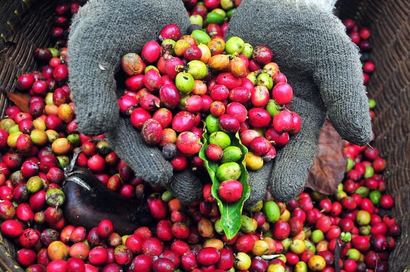 Budidaya Kopi Masuk Mata Kuliah Perguruan Tinggi di Kalsel