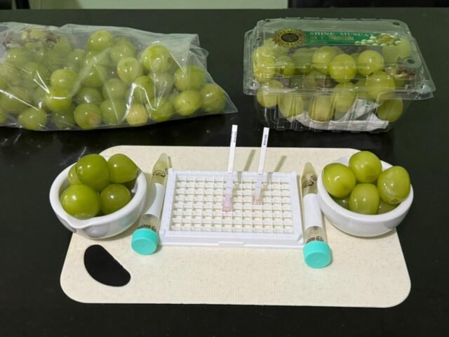 Rapid-test-anggur-muscat.jpeg