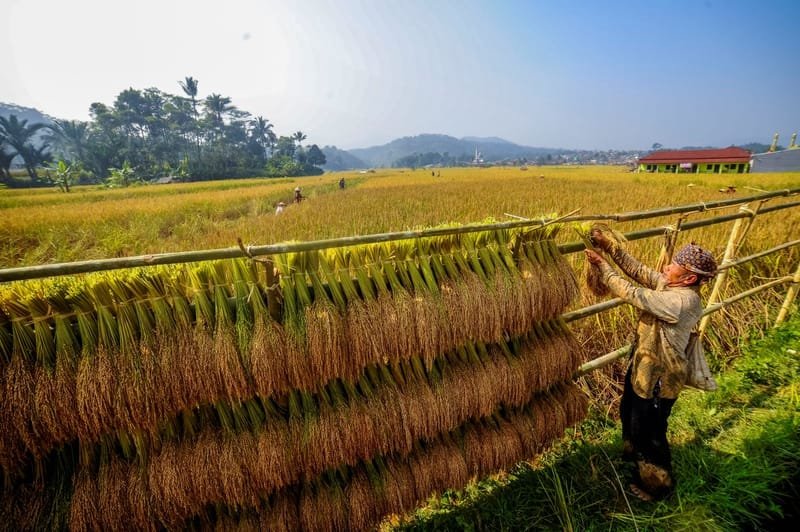 Pengamat: Harus Ada Inovasi Baru untuk Tingkatkan Produksi Beras