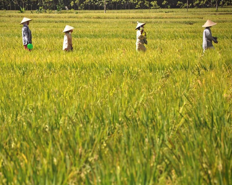 Setop Impor Beras, Produksi dan Indeks Pertanaman Perlu Ditingkatkan