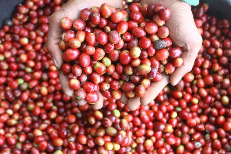 Kopi Lokal jadi Motor Penggerak UMKM di Perdagangan Global