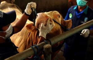 Bupati Wonogiri Putuskan Tutup Seluruh Pasar Hewan