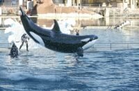 Nasib Dua Paus Pembunuh Tak Pasti Setelah Penutupan Marineland di Prancis