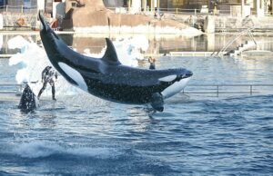 Nasib Dua Paus Pembunuh Tak Pasti Setelah Penutupan Marineland di Prancis