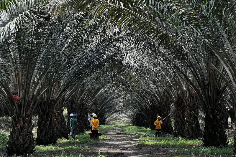 Gapki Yakin Sawit Bisa Jadi Kunci Swasembada Pangan dan Energi Nasional