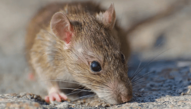KPK Kejar Tikus di Rumah Jabatan DPR