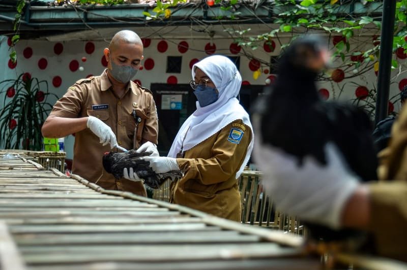 Antisipasi Flu Burung dan ISPA: Pentingnya Kolaborasi One Health untuk Indonesia