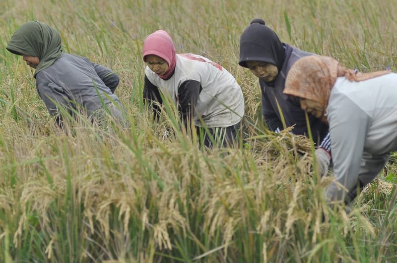 Jaga Stabilitas Harga, Bapanas Ajak Perpadi Ikut Serap Gabah Petani
