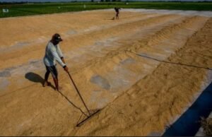 Harga Gabah di Sumsel Anjlok Jauh dari yang Ditetapkan Presiden