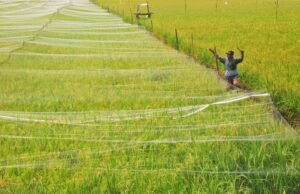 Menteri PU Ungkap Luas Tanam di Sulsel akan Ditambah 213.521 Hektare