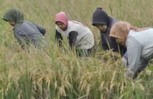 Jaga Stabilitas Harga, Bapanas Ajak Perpadi Ikut Serap Gabah Petani