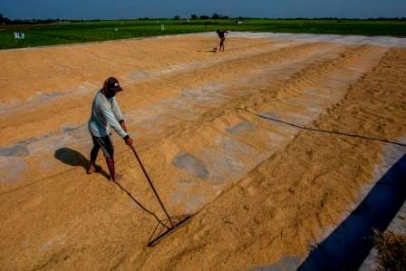Lindungi Petani dengan Serap Gabah Sesuai HPP