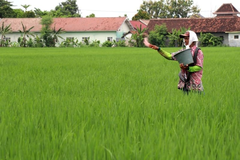 Pupuk Bersubsidi Dijual di Atas HET, Petani kian Terbebani