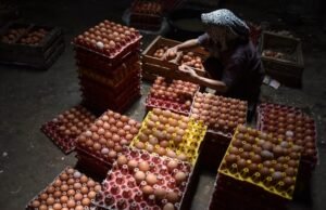 Presiden Prabowo Ingin Telur Jadi Sumber Utama Makan Bergizi Gratis, Bappenas Diminta Susun Perencanaan