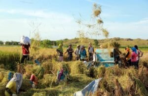 Kebijakan Proteksi dan Promosi harus Diterapkan demi Swasembada Pangan