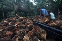 Segudang Keuntungan Ekonomi setelah Indonesia Kalahkan Eropa di WTO