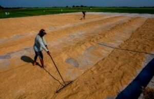 Lindungi Petani dengan Serap Gabah Sesuai HPP