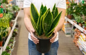 5 Tumbuhan Hias Tahan Hama, Cocok untuk Pemula