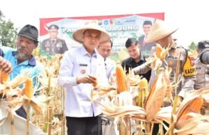 Lamongan Panen Raya Jagung di Lahan Tidur