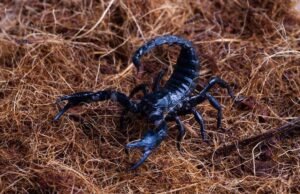 Fosil Kalajengking Berusia 125 Juta Tahun yang Hidup Bersama Dinosaurus Ditemukan di Tiongkok