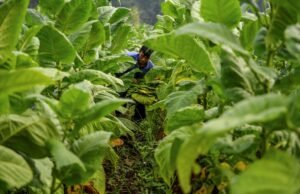 Dorongan FCTC di Indonesia Dikhawatirkan Mengancam Nasib Pekerja Tembakau