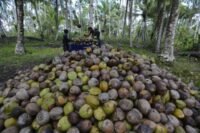 Dua Asosiasi Kelapa Tanah Air Sepakat Perkuat Hilirisasi