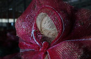 Ekspor Perdana Kelapa Utuh ke Thailand, Indonesia Kirim 126,6 Ton dari Sumatra Utara