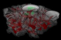 Ilmuan Sebut Gigi Manusia Berevolusi dari Baju Zirah Ikan Purba