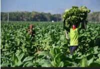 IHT Alami Tekanan dan Penurunan Tajam Dibanding Tahun Lalu