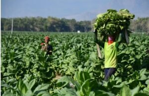 IHT Alami Tekanan dan Penurunan Tajam Dibanding Tahun Lalu