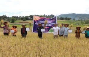 Dukung Ketahanan Pangan, Pemkab Toba Gandeng BI Panen Bersama Padi Varietas Gamagora