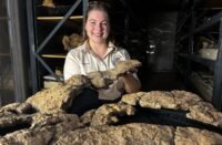 Penemuan Isi Perut Sauropoda Ungkap Pola Makan dan Peran Ekologis Dinosaurus Raksasa