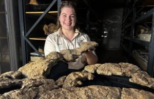 Penemuan Isi Perut Sauropoda Ungkap Pola Makan dan Peran Ekologis Dinosaurus Raksasa