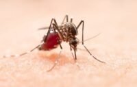Orang yang Sudah Pernah Kena DBD Bukan Berarti Tidak akan Terinfeksi Lagi