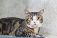 Jangan Dibuang! 10 Hewan Pemberi Rezeki Jika Masuk Rumah Menurut Primbon Jawa