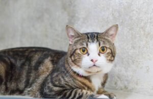 Jangan Dibuang! 10 Hewan Pemberi Rezeki Jika Masuk Rumah Menurut Primbon Jawa