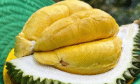 Impor durian Tiongkok dipangkas lebih dari 30% karena persyaratan kualitas yang lebih ketat mengganggu pemasok Asia Tenggara