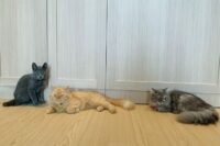 Hidup Bersama Tujuh Kucing dengan Banyak Cerita