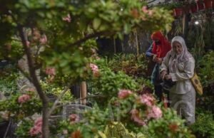 Peneliti ITB-BRIN Temukan 6 Spesies Tumbuhan Endemik Baru Indonesia