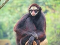 6 Fakta Menarik Monyet Berjenggot Putih