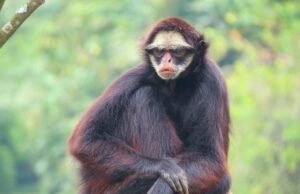 6 Fakta Menarik Monyet Berjenggot Putih