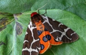 Mengapa Kupu-Kupu Dihubungkan dengan Kematian? Ini Artinya