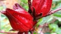 Manfaat Teh Rosella untuk Kesehatan dan Resep Mudah Berkhasiat