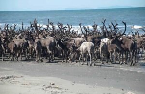 Dunia Tak Sehat, Rusa Kutub Nordik Mati Kehangatan