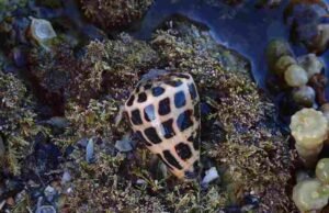 5 Hewan Laut Beracun yang Menyimpan Rahasia Obat Masa Depan