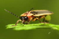 5 Fakta Menarik Kunang-kunang Timur, Tubuhnya Mengandung Steroid