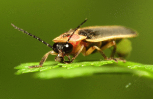 5 Fakta Menarik Kunang-kunang Timur, Tubuhnya Mengandung Steroid